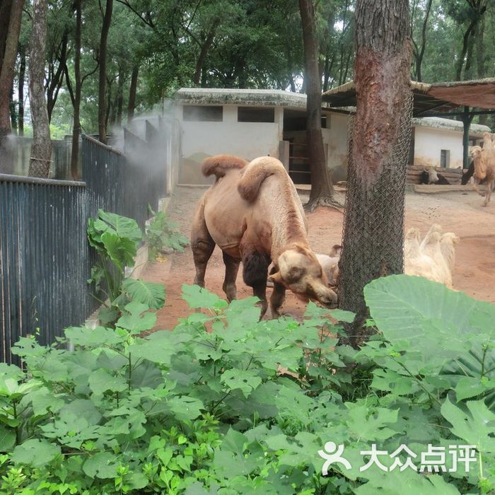 广州动物园骆驼图片-北京动物园-大众点评网