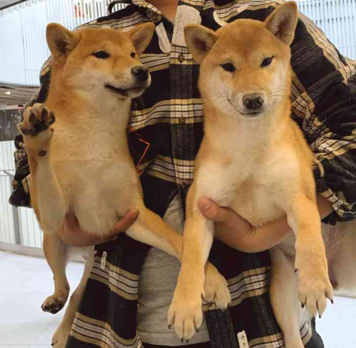 大黄家柴犬豆柴咖啡厅-"四星主要是和狗狗的互动分,来