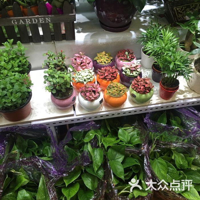 青怡坊·花鱼茶交易中心图片-北京花店-大众点评网