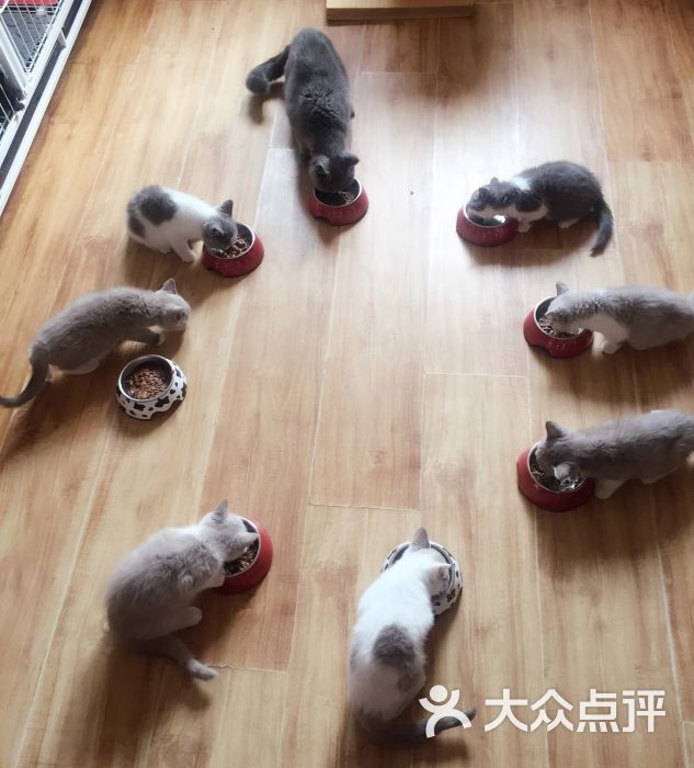 精灵猫舍tiffany上传的图片