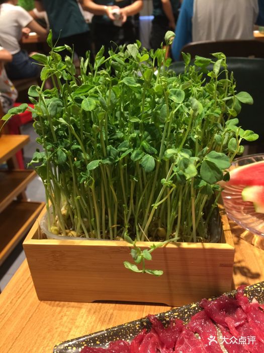 牛鼎记潮汕牛肉火锅(惠山万达店)活体蔬菜台湾豆苗图片 第12张