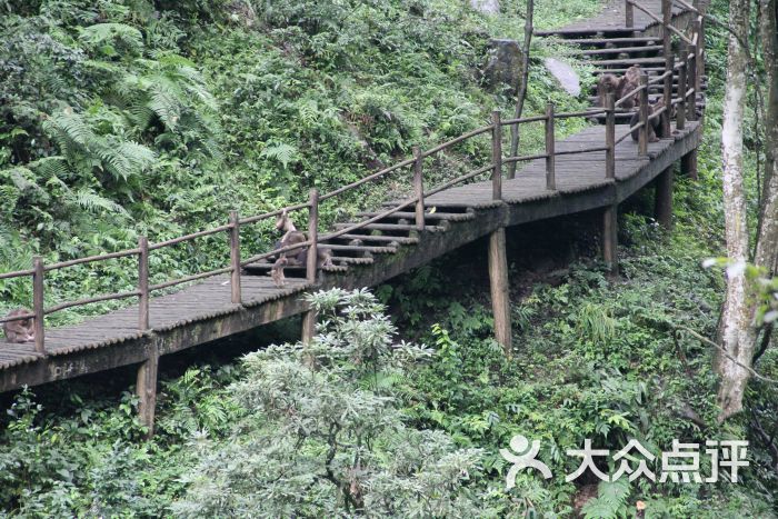 峨眉山七里坪森林栈道景区图片 - 第5张