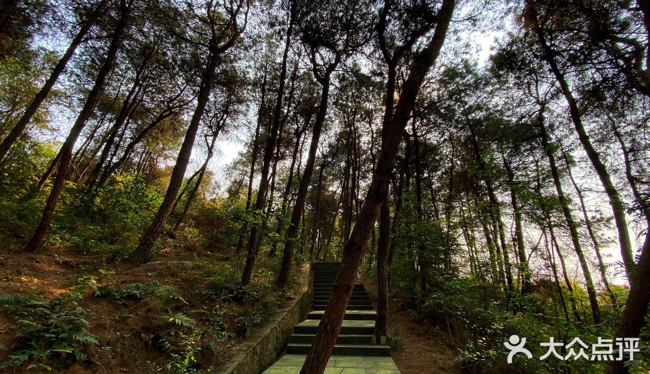 铁山坪森林公园