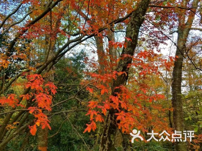 光雾山景区(桃园景区)-图片-南江县周边游-大众点评网