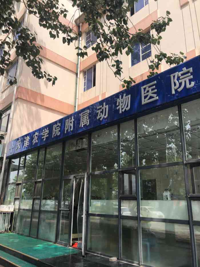 天津农学院附属动物医院-"嘿嘿,有很多同学问治好兔子