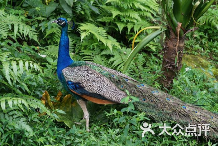 台北市立动物园亚洲热带雨林区图片 - 第5张