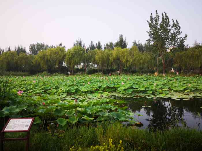 莲花湖公园-"秦皇岛市山海关区莲花湖公园位于山海关.