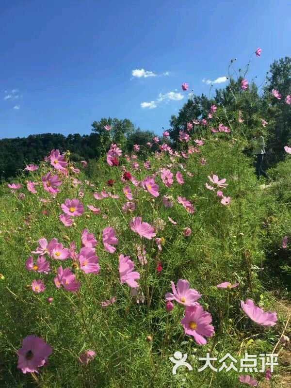 四季花海图片 - 第543张