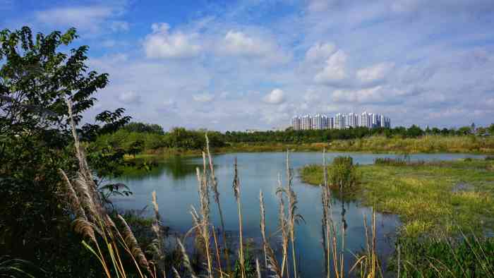 湿地·羊马新城"崇州市羊马湿地公园四月份放风筝的季节.