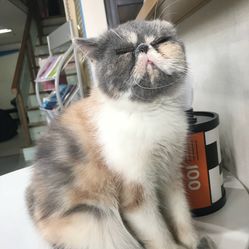 【国彩照相馆】电话_地址_价格_营业时间_峰