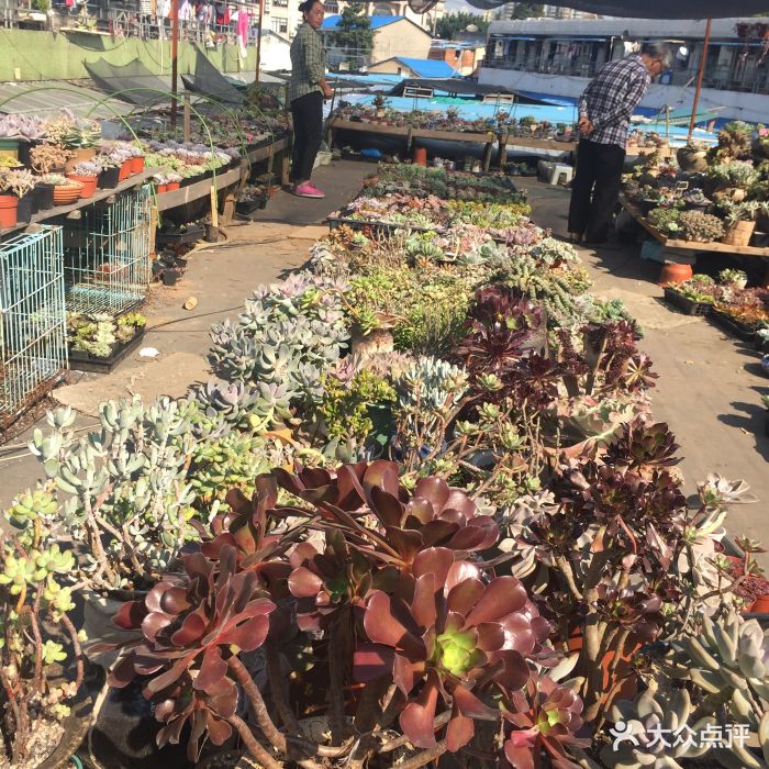 梅陇花鸟市场图片 第23张