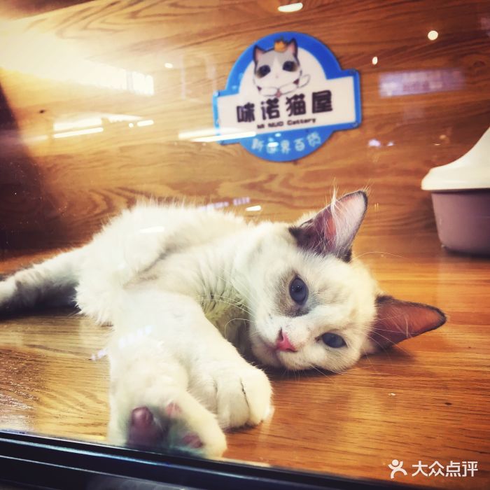 咪诺猫屋(新世界百货店)图片 - 第31张