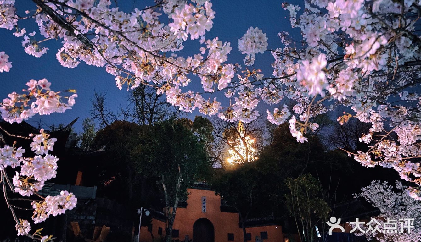 鸡鸣寺夜樱