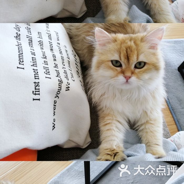 萌爪猫咪咖啡猫舍