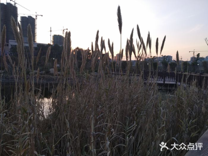 孟家湾湿地公园图片