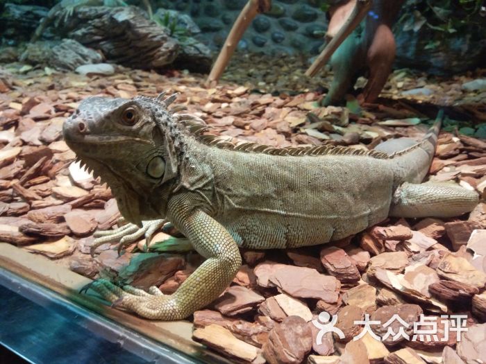 北京野生动物园巨蜥图片 - 第9张
