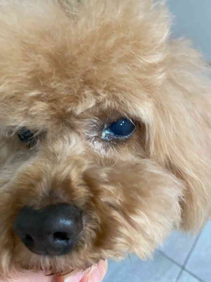菲丽丝宠物医院·眼科专科-"狗狗视网膜脱落造成青光眼,无视力.