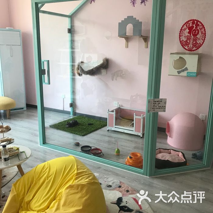 oscat奥斯卡猫会所 猫舍洗澡美容寄养图片-北京宠物店