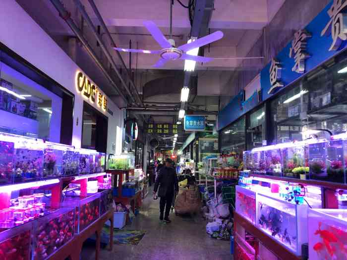 宝丰花鸟市场(卜蜂莲花店)-"地方蛮好找的 人也蛮多的