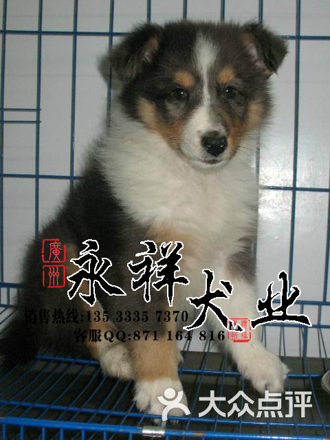 null广州哪里有正规犬舍成年喜乐蒂有多重图片-北京null-大众点评网