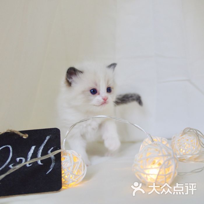 lilithdolls莉莉斯布偶猫舍图片-北京宠物店-大众点评