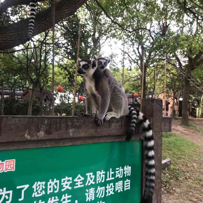 上海野生动物园-"我家宝贝超喜欢小动物,就办了个年卡