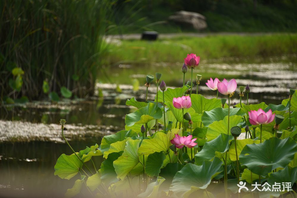 荷花池公园图片