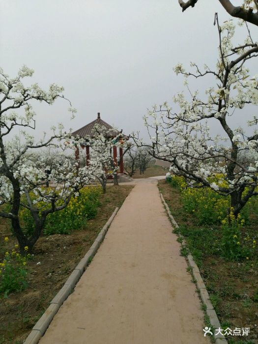 刘村梨园图片