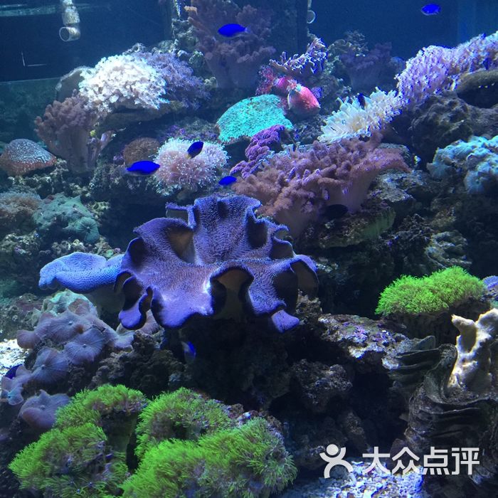 沙扒景隆海洋馆