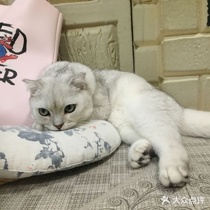 淇乐猫咪咖啡·猫咪专售猫舍·猫咖图片