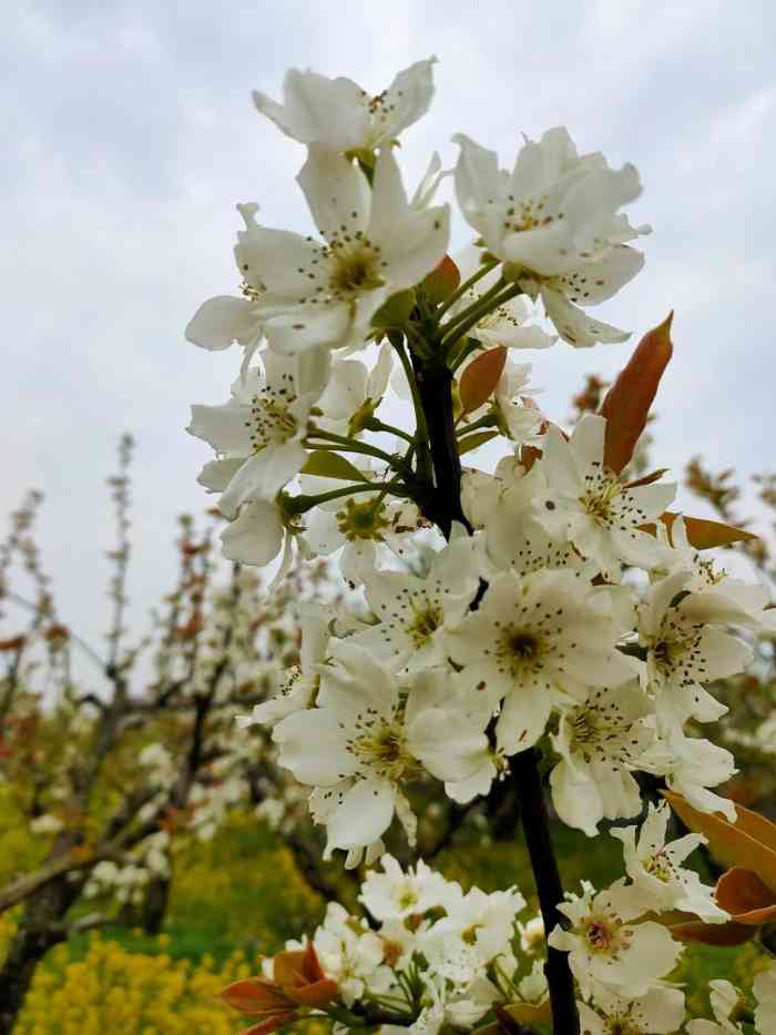 梨花广场-"坐标:砀山砀山属于四省七县交界处:地理.