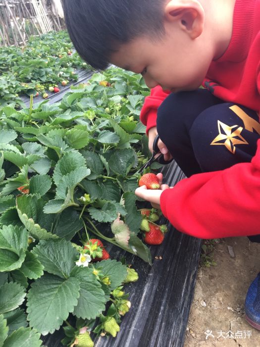 万胜围草莓园在万胜围地铁站C出口直走大概