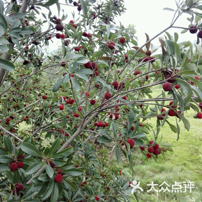 杨梅小镇图片 第4张