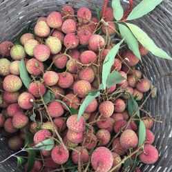 黄皮是桂圆吗 iiMvrUzoDk3wnj9p-Zu8nJaFpAqN8R5zRRPvuB_X245ej6SzjOLL4AHjAW34ZgqwF5u7J_jS4MuCaeLAHD0KTg.jpg