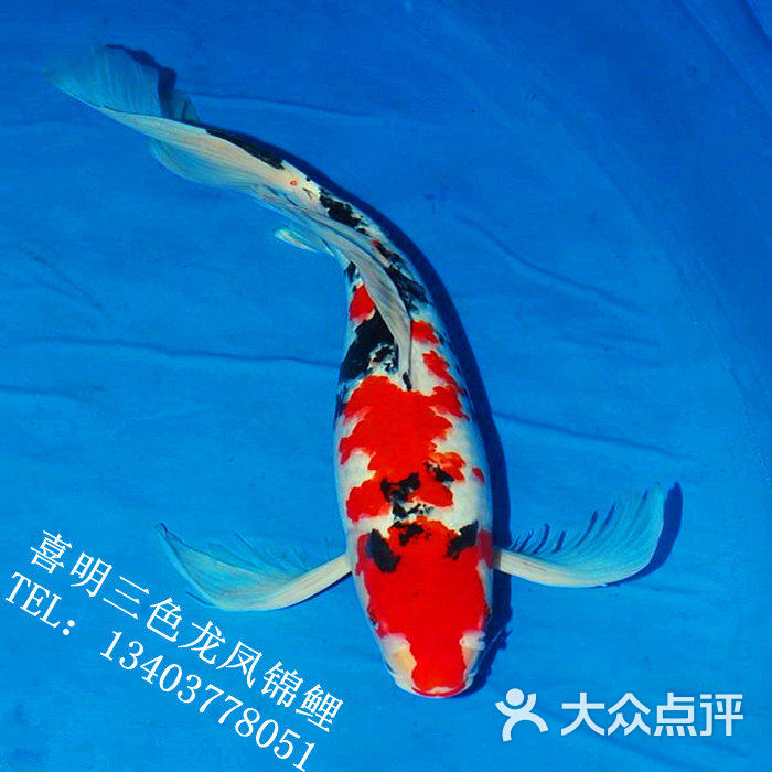 长尾龙凤锦鲤