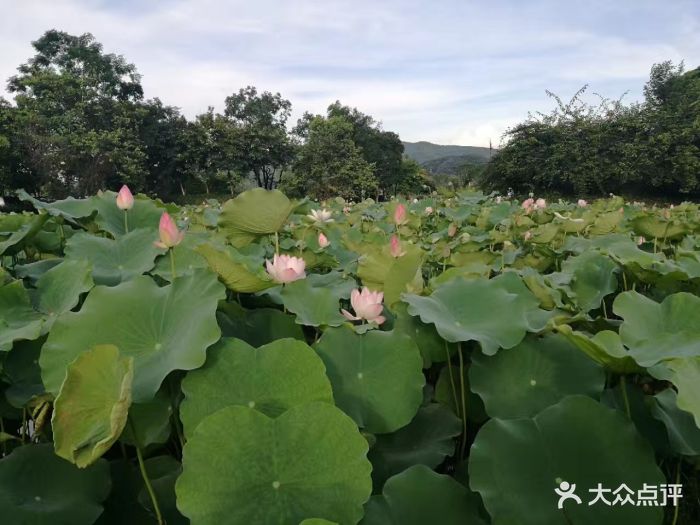 莲塘春色图片 - 第20张