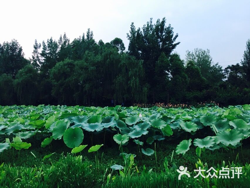 荷塘月色风景区-图片-成都周边游-大众点评网