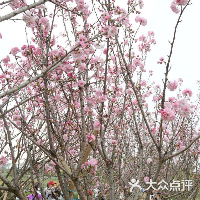 天适樱花悠乐园