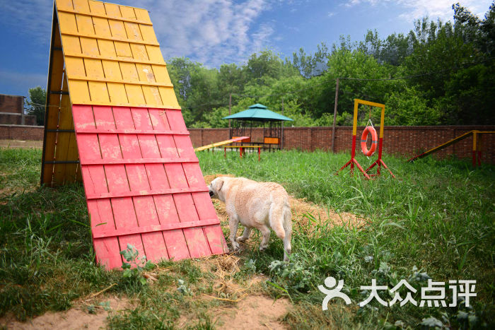 乐萌宠宠物乐园-训练场3图片-天津宠物-大众点评网