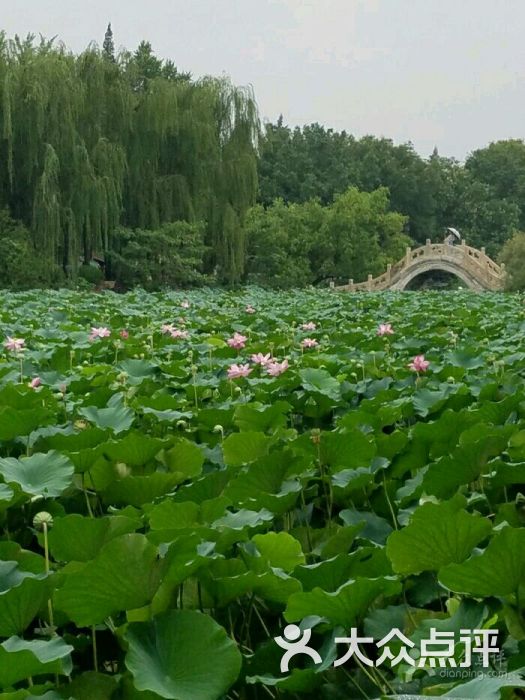 古莲花池图片 - 第3张