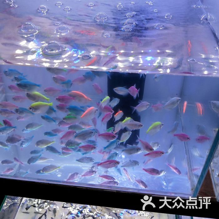 小津桥花鸟鱼市场