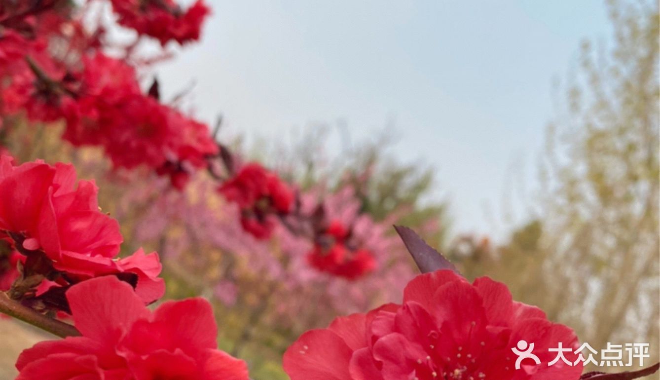 春日赏花踏青好去处