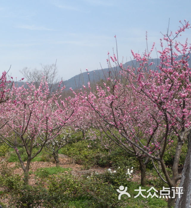 梅花山梅花谷图片 - 第2张