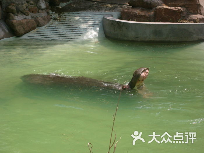 上海动物园河马图片 - 第21161张