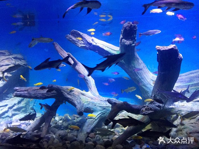 兰州极地海洋世界图片 第645张