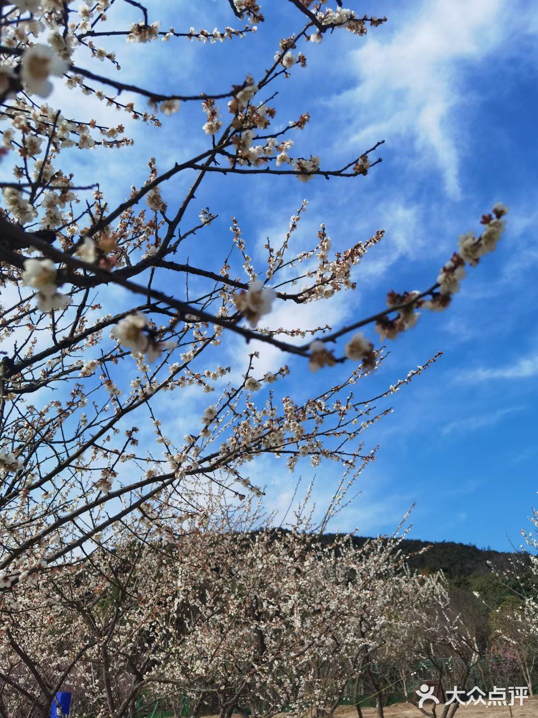 香雪海