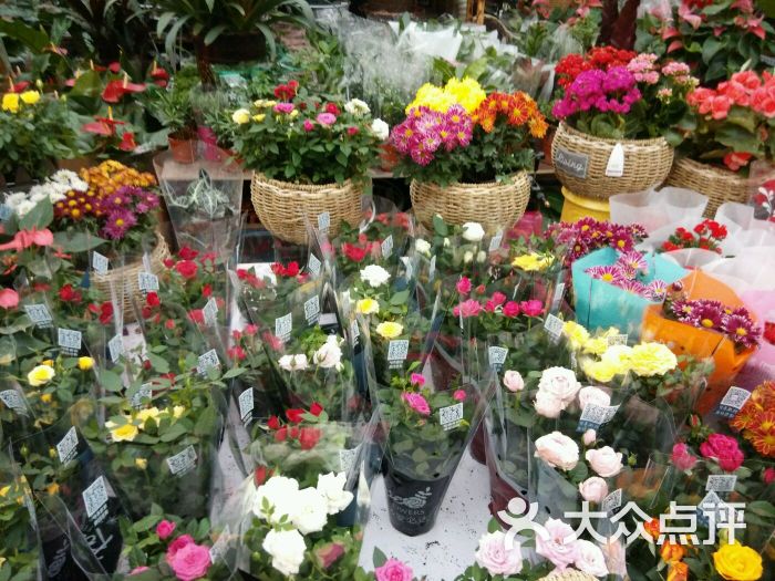 洛阳新村花卉市场图片 - 第14张