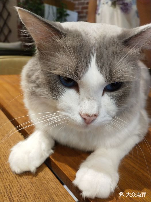 壁纸 动物 猫 猫咪 小猫 桌面 525_700 竖版 竖屏 手机