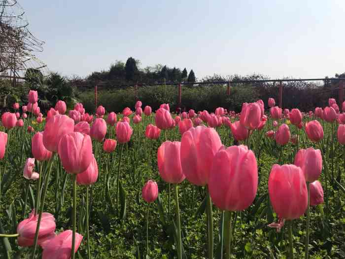 凤凰花海景区-"我们是3月份去的,繁忙之余,带上家人,.