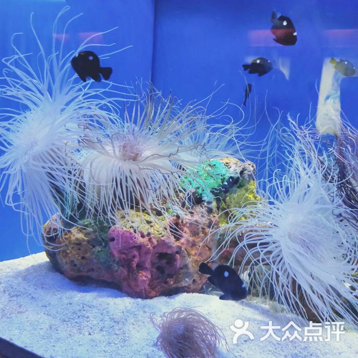 上海海洋水族馆